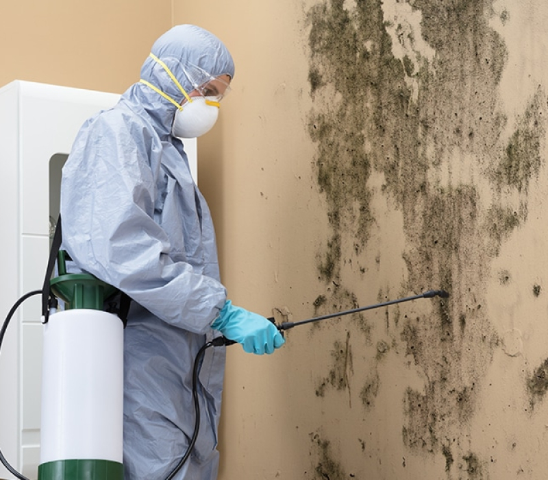 black-mold-removal