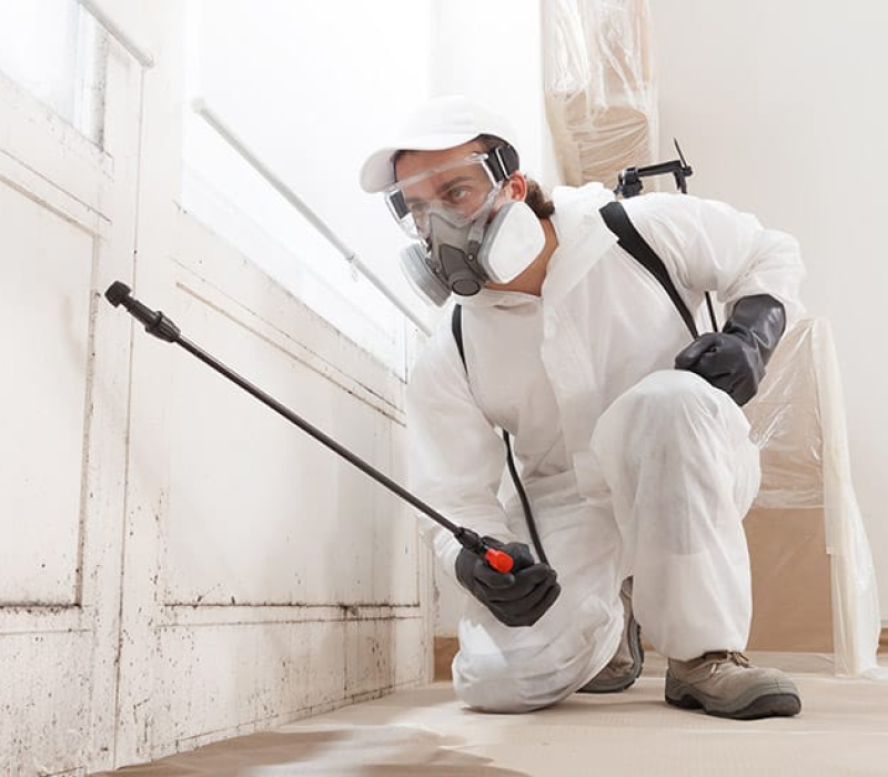 mold-removal-contractor