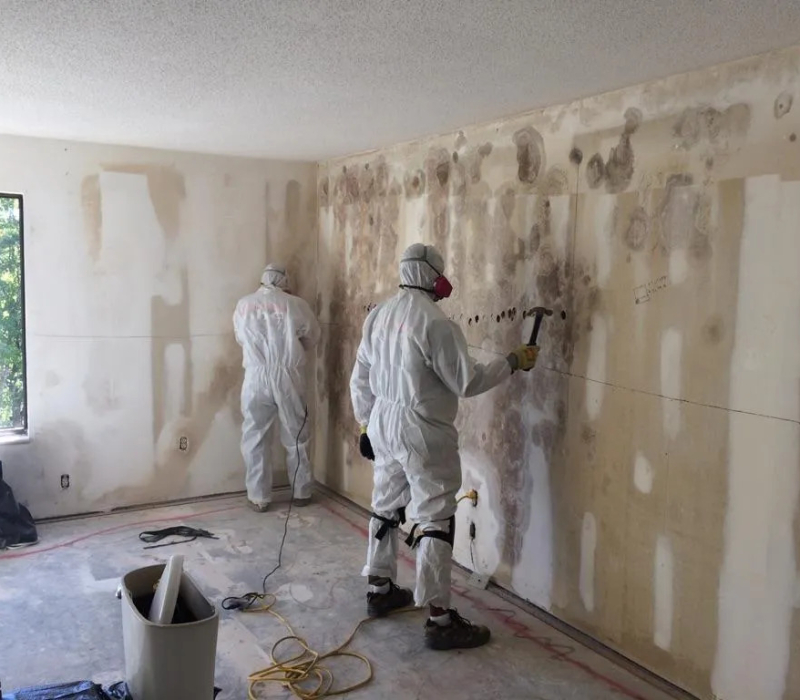 mold-removal-technician
