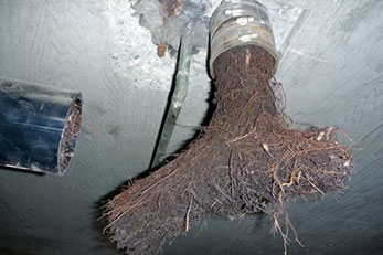 tree-root-removal Service by Plumber On Demand